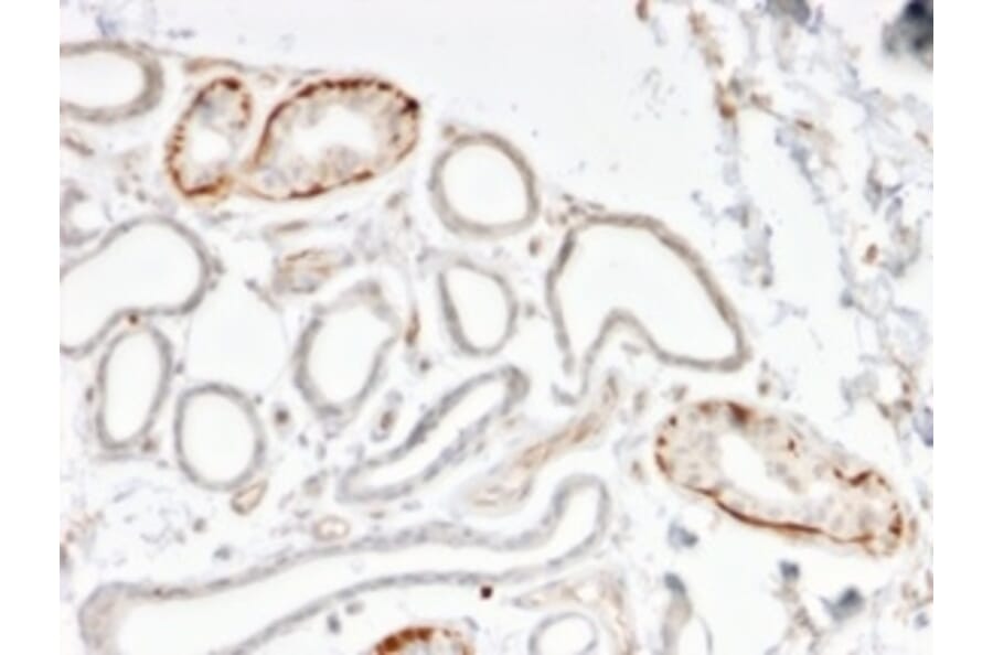 Immunohistochemistry - Anti-GTF2H2C Antibody [PCRP-GTF2H2C-2C9] - BSA and Azide free (A253426) - Antibodies.com