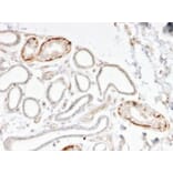 Immunohistochemistry - Anti-GTF2H2C Antibody [PCRP-GTF2H2C-2C9] - BSA and Azide free (A253426) - Antibodies.com