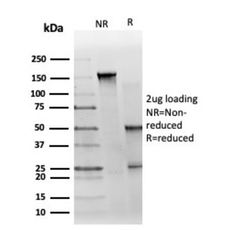 SDS-PAGE - Anti-GTF2H2C Antibody [PCRP-GTF2H2C-2C9] - BSA and Azide free (A253426) - Antibodies.com