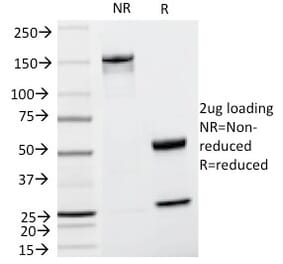 SDS-PAGE - Anti-TRP1 Antibody [TA99] - BSA and Azide free (A253431) - Antibodies.com