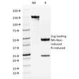 SDS-PAGE - Anti-TRP1 Antibody [TYRP1/1986] - BSA and Azide free (A253437) - Antibodies.com