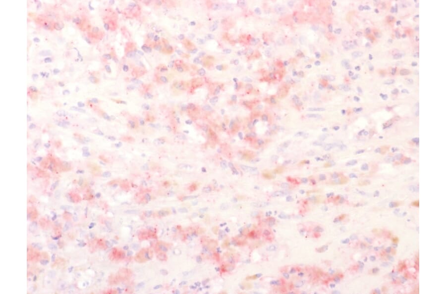 Immunohistochemistry - Anti-TRP1 Antibody - BSA and Azide free (A253440) - Antibodies.com