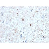 Immunohistochemistry - Anti-Ubiquitin Antibody [UBB/1748] - BSA and Azide free (A253441) - Antibodies.com