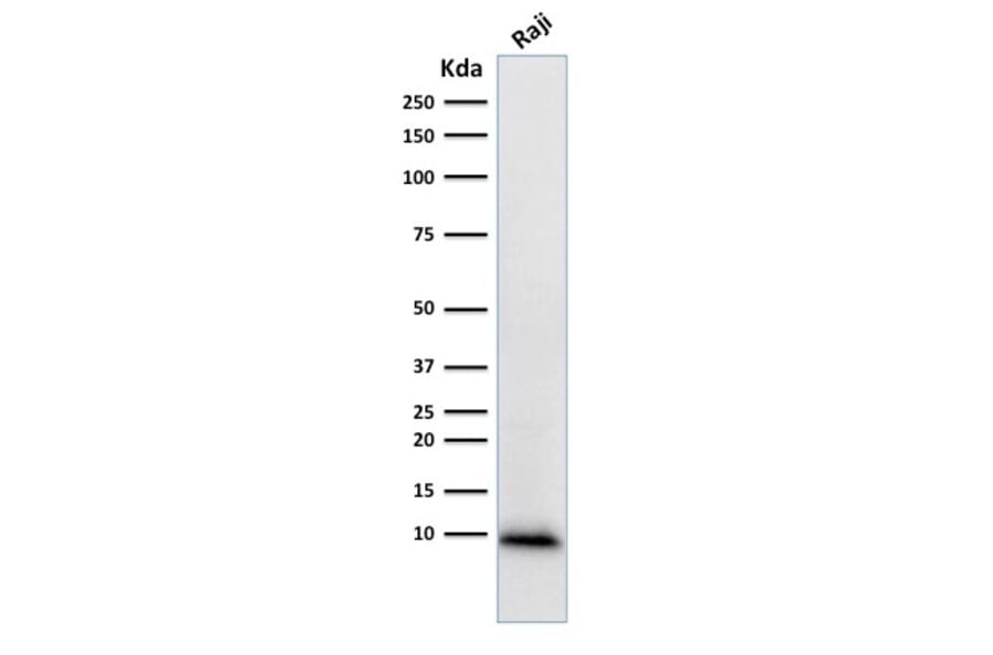Western Blot - Anti-Ubiquitin Antibody [UBB/1748] - BSA and Azide free (A253441) - Antibodies.com