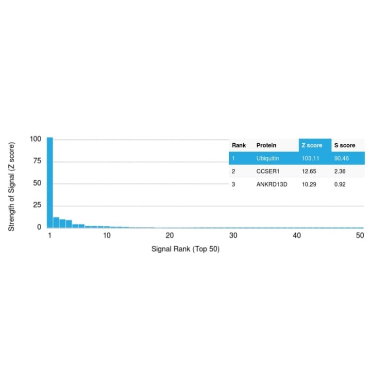 Protein Array - Anti-Ubiquitin Antibody [UBB/2122] - BSA and Azide free (A253441) - Antibodies.com