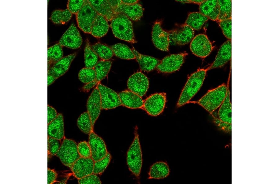 Immunofluorescence - Anti-UBE2B Antibody [PCRP-UBE2B-1C7] - BSA and Azide free (A253444) - Antibodies.com