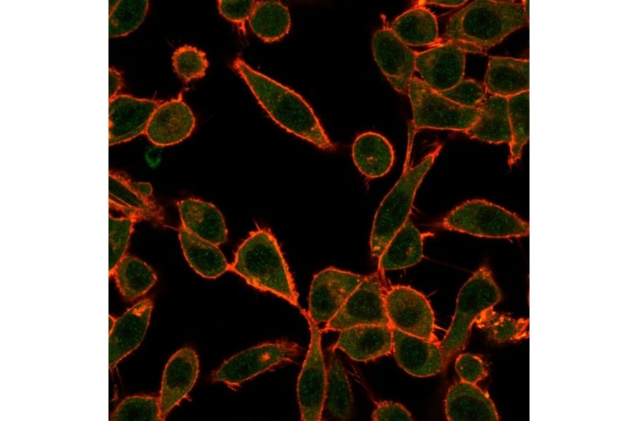 Immunofluorescence - Anti-UBE3A Antibody [PCRP-UBE3A-1A2] - BSA and Azide free (A253445) - Antibodies.com