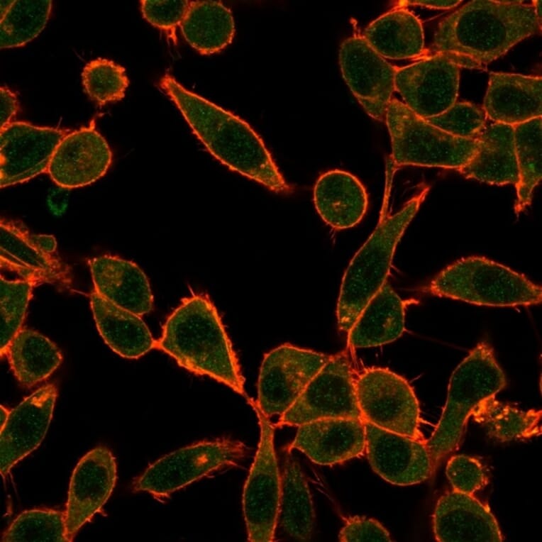 Immunofluorescence - Anti-UBE3A Antibody [PCRP-UBE3A-1A2] - BSA and Azide free (A253445) - Antibodies.com