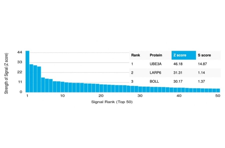 Protein Array - Anti-UBE3A Antibody [PCRP-UBE3A-1A2] - BSA and Azide free (A253444) - Antibodies.com
