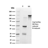 SDS-PAGE - Anti-UBE3A Antibody [PCRP-UBE3A-1A2] - BSA and Azide free (A253445) - Antibodies.com