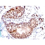 Immunohistochemistry - Anti-SUMO-1 Antibody [SM1/495] - BSA and Azide free (A253446) - Antibodies.com