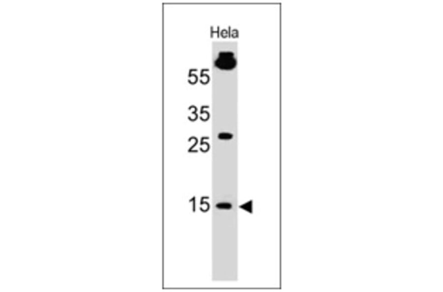 Western Blot - Anti-SUMO-1 Antibody [SM1/495] - BSA and Azide free (A253446) - Antibodies.com