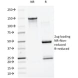 SDS-PAGE - Anti-SUMO-1 Antibody [SM1/495] - BSA and Azide free (A253446) - Antibodies.com