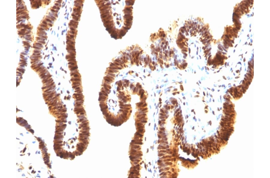 Immunohistochemistry - Anti-SUMO-1 Antibody [SPM571] - BSA and Azide free (A253446) - Antibodies.com