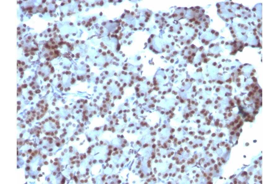 Immunohistochemistry - Anti-SUMO-1 Antibody [SUMO1/1188] - BSA and Azide free (A253447) - Antibodies.com