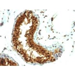 Immunohistochemistry - Anti-SUMO-1 Antibody [SUMO1/1188] - BSA and Azide free (A253448) - Antibodies.com