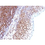 Immunohistochemistry - Anti-SUMO-1 Antibody [SUMO1/1188] - BSA and Azide free (A253448) - Antibodies.com
