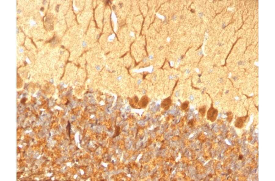 Immunohistochemistry - Anti-PGP9.5 Antibody [SPM574] - BSA and Azide free (A253450) - Antibodies.com