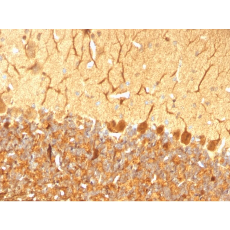 Immunohistochemistry - Anti-PGP9.5 Antibody [SPM574] - BSA and Azide free (A253450) - Antibodies.com