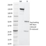 SDS-PAGE - Anti-PGP9.5 Antibody [SPM575] - BSA and Azide free (A253451) - Antibodies.com