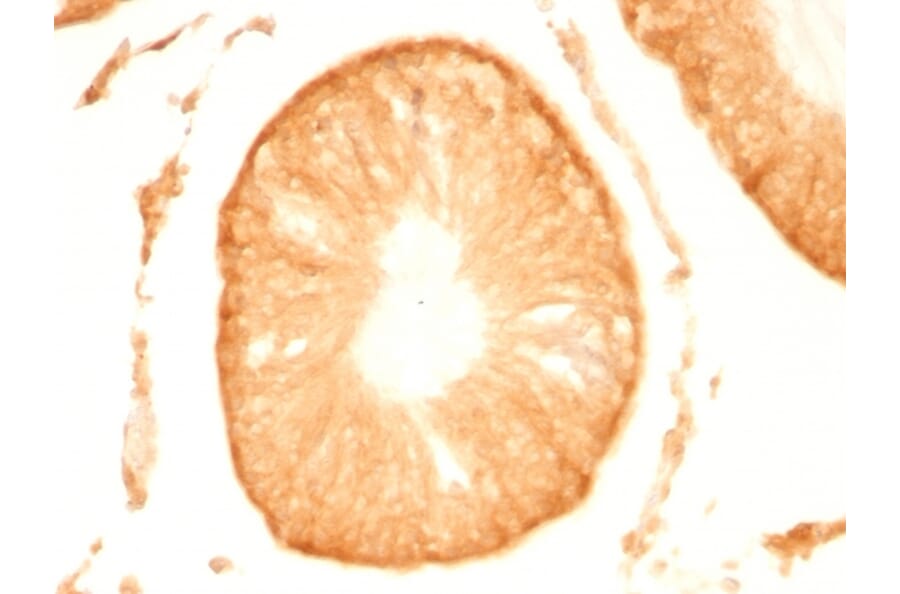 Immunohistochemistry - Anti-PGP9.5 Antibody [UCHL1/775] - BSA and Azide free (A253453) - Antibodies.com