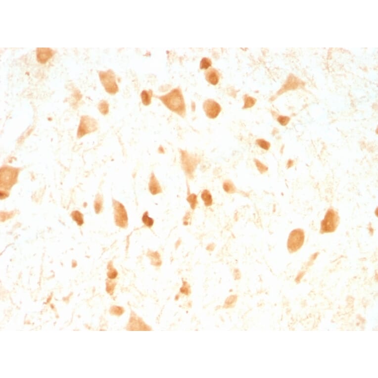 Immunohistochemistry - Anti-PGP9.5 Antibody [UCHL1/775] - BSA and Azide free (A253452) - Antibodies.com