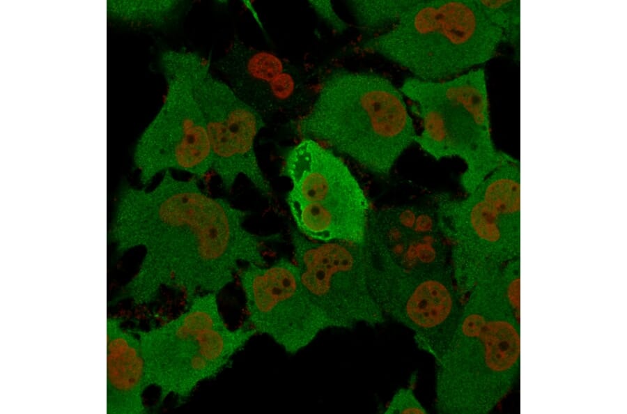 Immunofluorescence - Anti-PGP9.5 Antibody [rUCHL1/775] - BSA and Azide free (A253455) - Antibodies.com