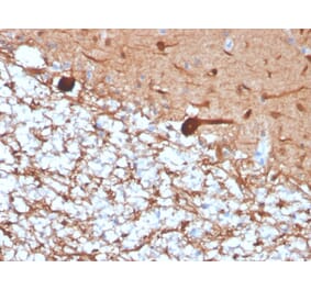 Immunohistochemistry - Anti-PGP9.5 Antibody [rUCHL1/4557] - BSA and Azide free (A253456) - Antibodies.com