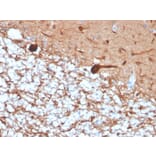 Immunohistochemistry - Anti-PGP9.5 Antibody [rUCHL1/4557] - BSA and Azide free (A253456) - Antibodies.com