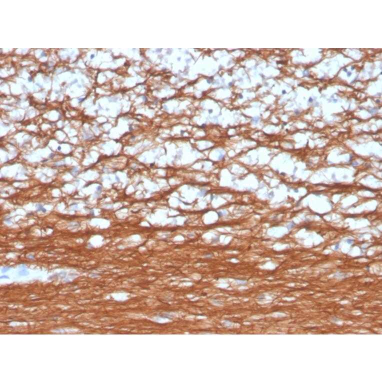 Immunohistochemistry - Anti-PGP9.5 Antibody [rUCHL1/4557] - BSA and Azide free (A253455) - Antibodies.com