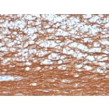 Immunohistochemistry - Anti-PGP9.5 Antibody [rUCHL1/4557] - BSA and Azide free (A253455) - Antibodies.com