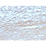 Immunohistochemistry - Anti-PGP9.5 Antibody [UCHL1/4558] - BSA and Azide free (A253457) - Antibodies.com