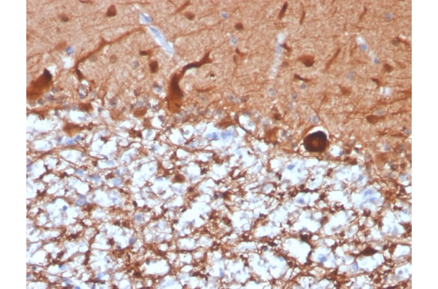 Immunohistochemistry - Anti-PGP9.5 Antibody [UCHL1/4556R] - BSA and Azide free (A253458) - Antibodies.com