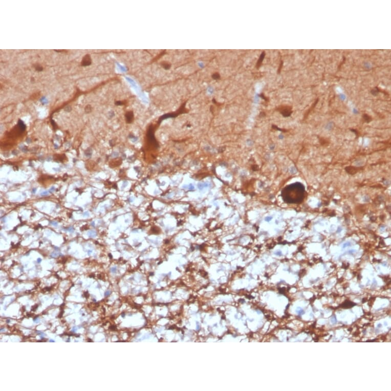 Immunohistochemistry - Anti-PGP9.5 Antibody [UCHL1/4556R] - BSA and Azide free (A253458) - Antibodies.com