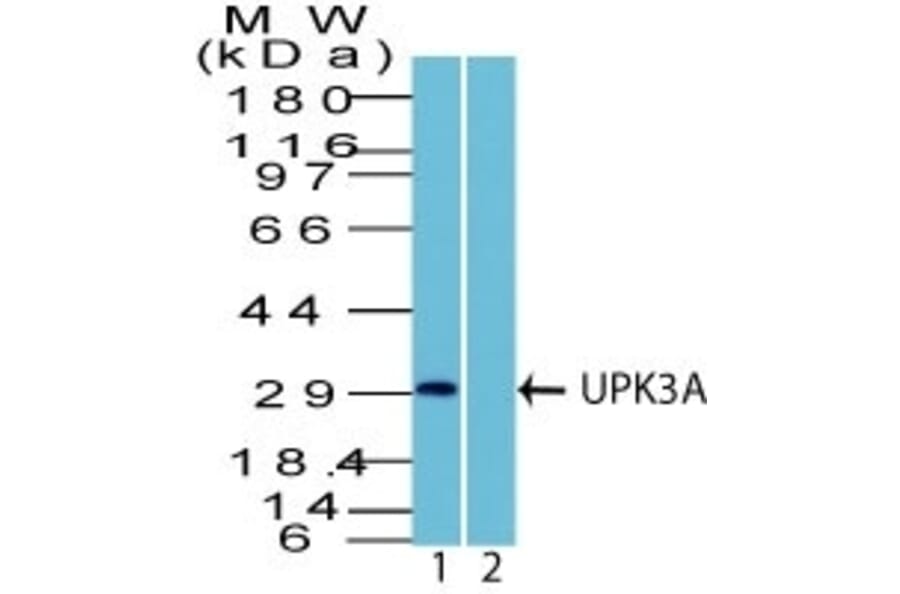 Western Blot - Anti-Uroplakin 3A Antibody - BSA and Azide free (A253462) - Antibodies.com