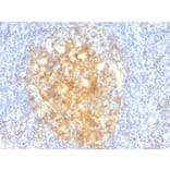Immunohistochemistry - Anti-VCAM1 Antibody [VCAM1/843] - BSA and Azide free (A253464) - Antibodies.com