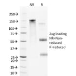 SDS-PAGE - Anti-VCAM1 Antibody [B-K9] - BSA and Azide free (A253465) - Antibodies.com