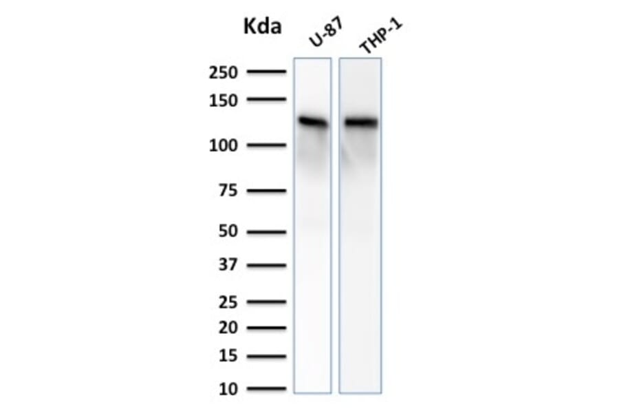Western Blot - Anti-Vinculin Antibody [VCL/2572] - BSA and Azide free (A253468) - Antibodies.com