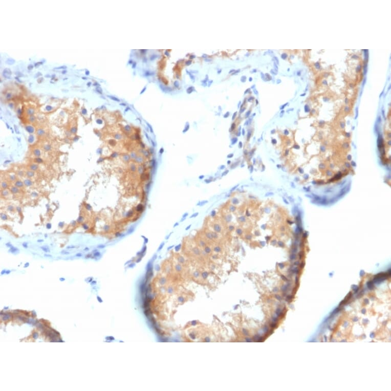 Immunohistochemistry - Anti-Vinculin Antibody [VCL/2573] - BSA and Azide free (A253469) - Antibodies.com