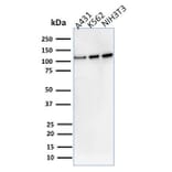 Western Blot - Anti-Vinculin Antibody [VCL/2575] - BSA and Azide free (A253470) - Antibodies.com