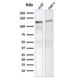 Western Blot - Anti-Vinculin Antibody [VCL/2575] - BSA and Azide free (A253470) - Antibodies.com