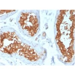 Immunohistochemistry - Anti-Vinculin Antibody [VCL/3617] - BSA and Azide free (A253471) - Antibodies.com