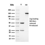 SDS-PAGE - Anti-Vinculin Antibody [VCL/3617] - BSA and Azide free (A253471) - Antibodies.com