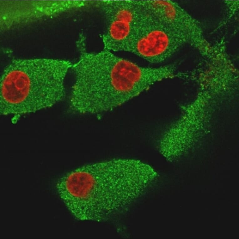 Immunofluorescence - Anti-Vinculin Antibody [VCL/3617] - BSA and Azide free (A253471) - Antibodies.com