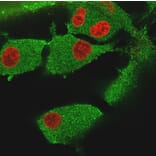 Immunofluorescence - Anti-Vinculin Antibody [VCL/3617] - BSA and Azide free (A253471) - Antibodies.com