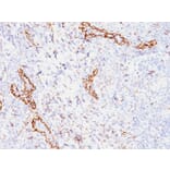 Immunohistochemistry - Anti-VEGF Antibody [VEGF/1063] - BSA and Azide free (A253472) - Antibodies.com