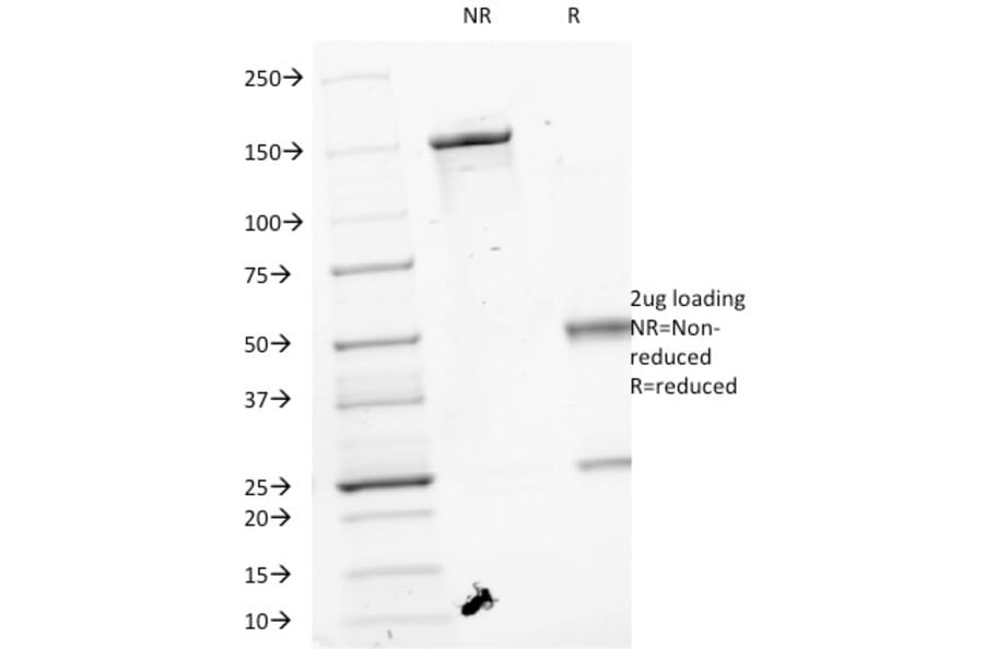 SDS-PAGE - Anti-VEGF Antibody [VEGF/1063] - BSA and Azide free (A253472) - Antibodies.com