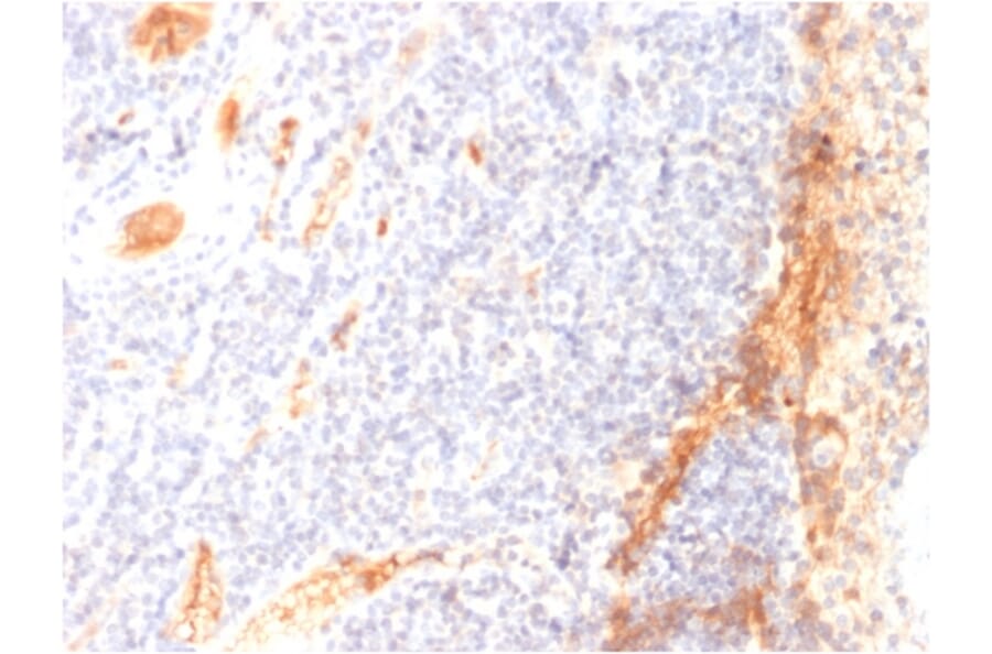 Immunohistochemistry - Anti-VEGF Antibody [VG1] - BSA and Azide free (A253473) - Antibodies.com