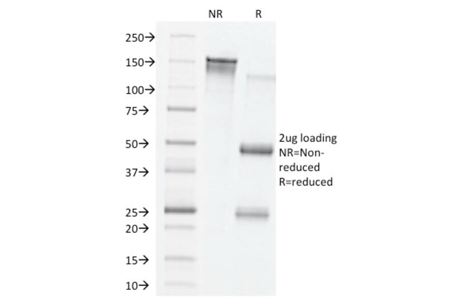 SDS-PAGE - Anti-VEGF Antibody [VG76e] - BSA and Azide free (A253474) - Antibodies.com