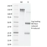 SDS-PAGE - Anti-VEGF Antibody [VG76e] - BSA and Azide free (A253474) - Antibodies.com